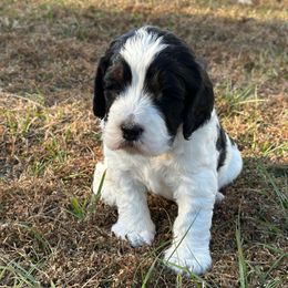 Charlie - Black white and tan male Springerdoodle puppy in Reddick, Florida from Cooper’s Mini Doodles