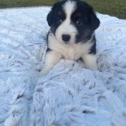 Sierra - Black tri female Miniature Australian Shepherd puppy in Weatherford, Texas from F & T Aussies