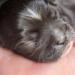 Remi - Black and white male Shih Tzu puppy in Claxton, Georgia from Small Pawz Shih tzu