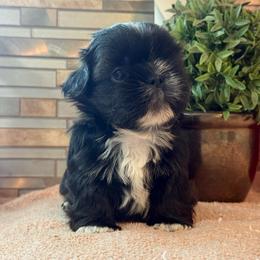 Willy - Black and white male Shih Tzu puppy in Zephyrhills, Florida from Mary’s Shih Tzus
