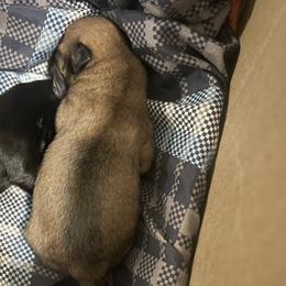 Happy - Salt and pepper female Miniature Schnauzer puppy in Little Elm, Texas from Matrix Schnauzers