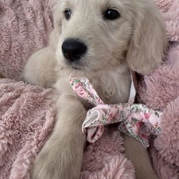 Goldendoodle, Golden Retriever, Poodle, and Shih Tzu Puppies from Platinum Paws Puppies