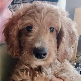 Daisy - Red  female Goldendoodle puppy in Marion County, Ohio from Hatten Homestead Kennels