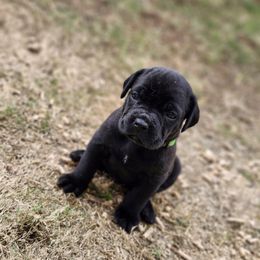 Cane Corso Puppies from Rosalez Kennel
