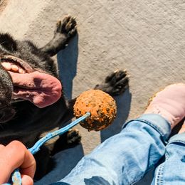 German Shepherds from KMK9