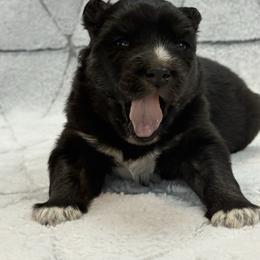 Girl 1 - Red and white female Siberian Husky puppy in Tulsa, Oklahoma from EvergreenEliteKennel
