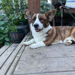 Bane - Cardigan Welsh Corgi