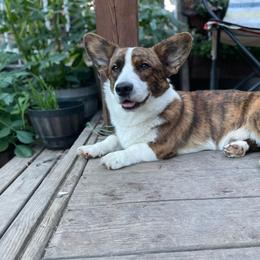 Bane - Cardigan Welsh Corgi
