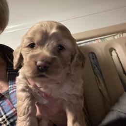 Cockapoo and Cocker Spaniel Puppies from Della Luna Cocker Spaniels Puppies
