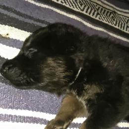 Boy 1 - Bi-color male German Shepherd puppy in Grimesland, North Carolina from Von Stancill German Shepherds
