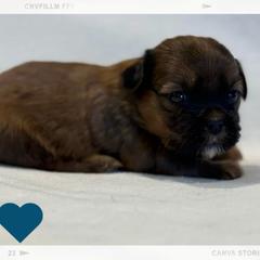 Bourbon - Blue and tan male Shorkie puppy in Delta, Colorado from SATA Kennels