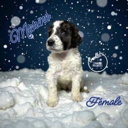 Marine - Parti female Poodle puppy in Pink Hill, North Carolina from Boodle's Standard Poodles