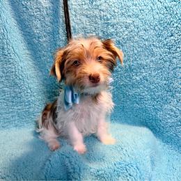 Peter - Chocolate, tan and white male Yorkshire Terrier puppy in Shelton, Washington from Cute Yorkies