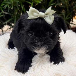 Martha - Liver female Yorkshire Terrier puppy in Jacksonville, Florida from TLJ Choco Yorkie Love