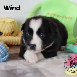 Wind - Black tri female Miniature Australian Shepherd puppy in Garden Plain, Kansas from Krazy K Aussies