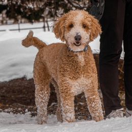 Caramela - Goldendoodle