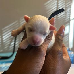 Leonardo - White male Maltipoo puppy in Raleigh, North Carolina from Loveable Litters