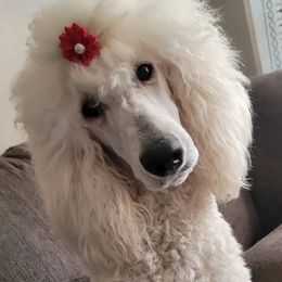 Lola - Poodle