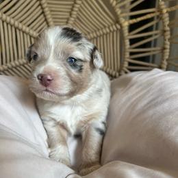 Sally - Blue merle female Australian Shepherd puppy in Grants Pass, Oregon from Carmel Mountain Aussies