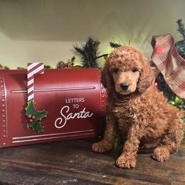 Grizz - Red  male Poodle puppy in Statesboro, Georgia from Briar Creek Kennels