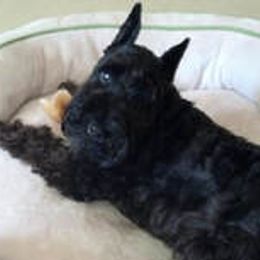 Black Russian Terriers and Miniature Schnauzers from Opal Ridge