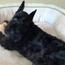 Black Russian Terriers and Miniature Schnauzers from Opal Ridge