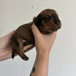 Dachshund Puppies from Katrina Strandburg