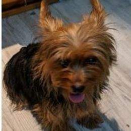 Chihuahuas, Cockapoos, Cocker Spaniels, Poodles, Yorkipoos, and Yorkshire Terriers from Baker Kennels