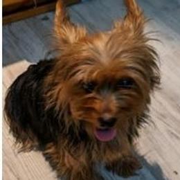 Chihuahuas, Cockapoos, Cocker Spaniels, Poodles, Yorkipoos, and Yorkshire Terriers from Baker Kennels