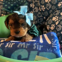 Male - Black and tan male Yorkshire Terrier puppy in Montgomery County, Alabama from Alabama Yorkies of the South (Sierra’s Yorkshire Terrier Babies)