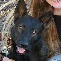 German Shepherds from Rylee Ryckman's German Shepherds