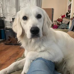 Aussiedoodles, Goldendoodles, and Golden Retrievers from Tails of Cypress