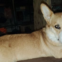 Pembroke Welsh Corgis from Stephanie Gratton's Pembroke Welsh Corgis