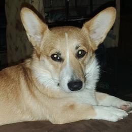 Pembroke Welsh Corgis from Stephanie Gratton's Pembroke Welsh Corgis