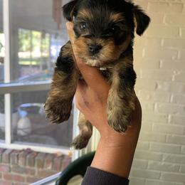 Rowan - Black and tan male Yorkshire Terrier puppy in Dexter City, Ohio from Harriman's Yorkshire Terriers