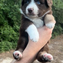Oak - Red tri male Miniature Australian Shepherd puppy in Ringgold, Louisiana from Barrett's Buddies