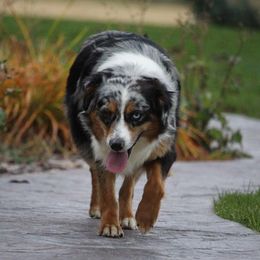 Messi - Miniature Australian Shepherd