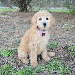 Max - Apricot female Goldendoodle puppy in Georgetown, Tennessee from Georgetown Designer & Purebred Puppies