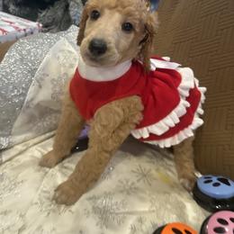 Precious - Red  female Poodle puppy in Mobile, Alabama from Semmy’s Standard Poodle LLC