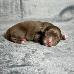 Sugar Bear - Red tri female Toy Australian Shepherd puppy in Lincoln, California from Country Dreams Mini Aussies