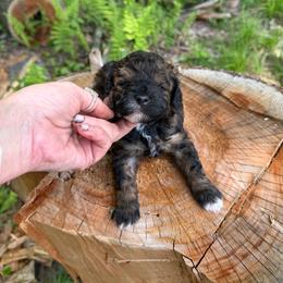 Mocha - Sable male Goldendoodle puppy in Cherry Tree, Pennsylvania from Plum Creek Acres Next Generation