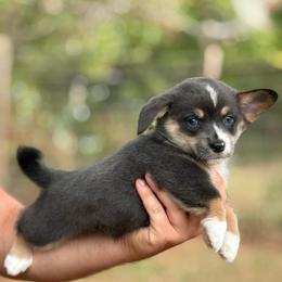 Bluie full tail - Gray and white female American Corgi puppy in Nashville, Arkansas from Whisenhunt Farms