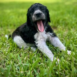 Poodle Puppies from Alysia Saleice Estes