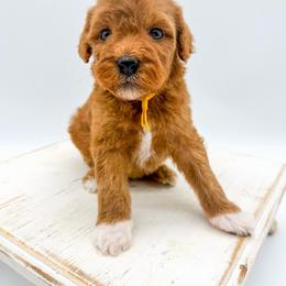 Milk Dud - Red  female Goldendoodle puppy in Sunman, Indiana from Brunsman Country Doodles LLC