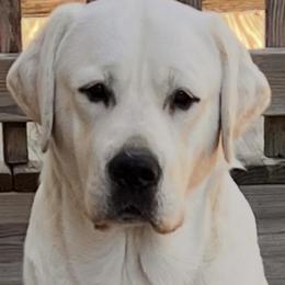 Hoss - Yellow male Labrador Retriever puppy in Harlan, Kentucky from Kamalot Kennels