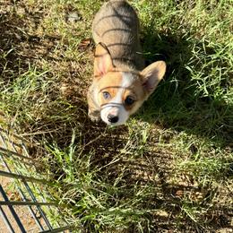 Aquaman - Sable male Pembroke Welsh Corgi puppy in Millsap, Texas from Punchy Pembroke Ranch