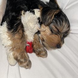Yorkshire Terrier Puppies from The Yorkie House
