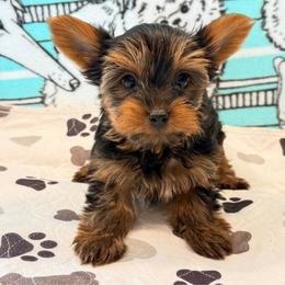 Axel - Black and tan male Yorkshire Terrier puppy in Hot Springs, Arkansas from Blissful_Yorkies