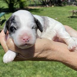Bluebell - Merle female Australian Labradoodle puppy in Molalla, Oregon from Golden Xpress Labradoodles