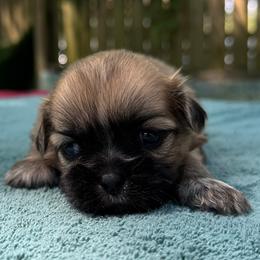 Girl 1 - Brindle female Shih Tzu puppy in Mobile, Alabama from FluffyTail Shih Tzu
